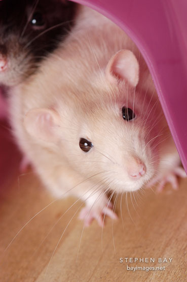 Beige hooded rat in an igloo.
