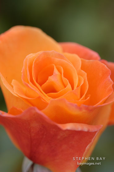 Rose 'apricot nectar'