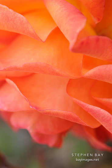 Rose, Gingersnap.