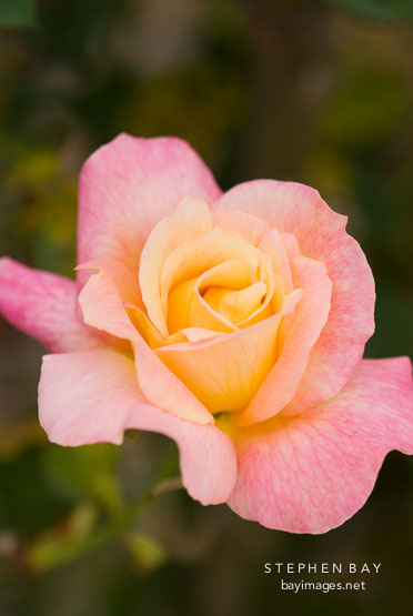 Rose, Girona.