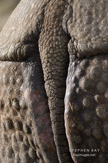 Black Rhinoceros, Diceros bicornis.