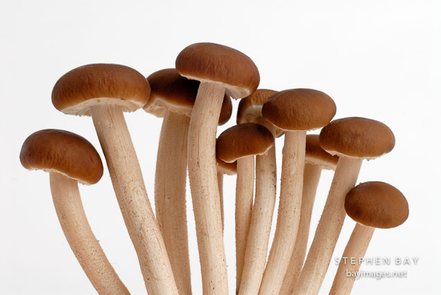 Velvet Pioppino mushroom