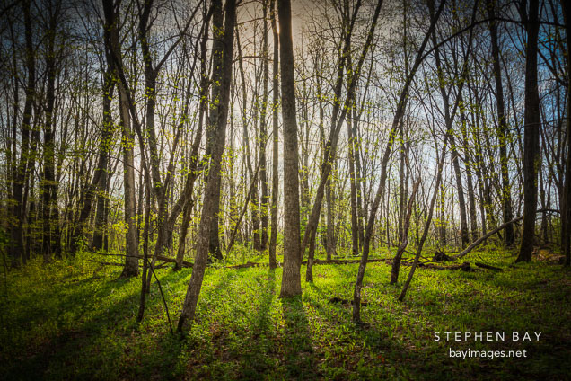 Berry woods preserve. Indianola, Iowa.