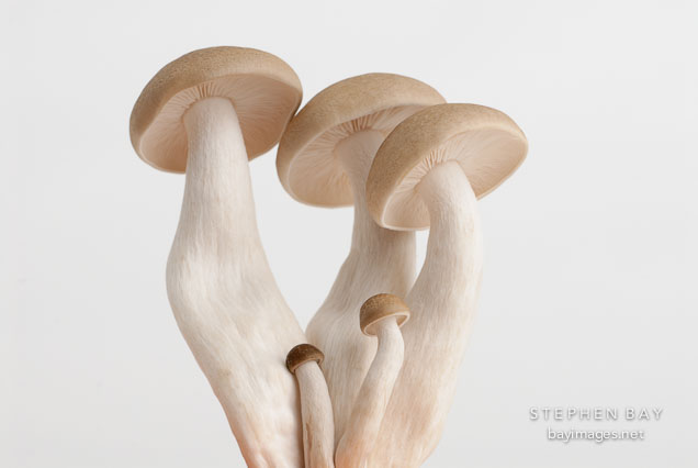 Brown clamshell mushroom