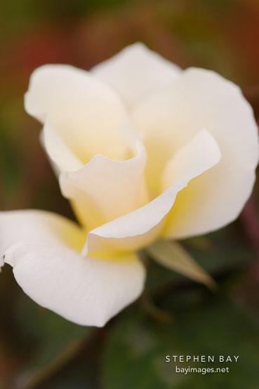 Rose, Dairy Maid.