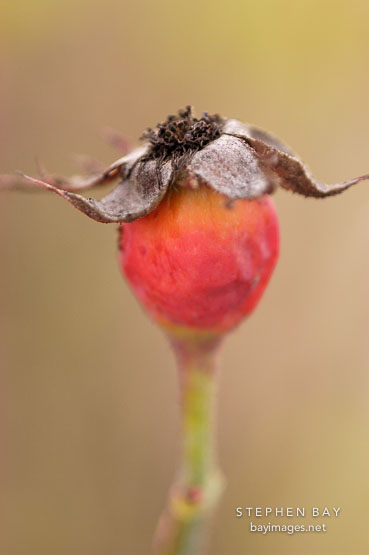 Rose hips.