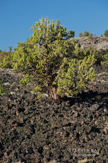Juniper tree, Devils Homestead Flow. Lava Beds National Monument, California.