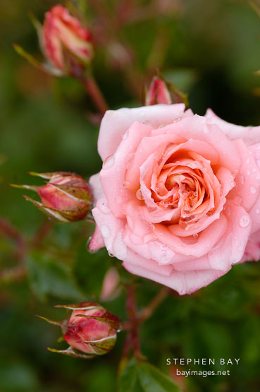 Peach silks. Miniature rose.
