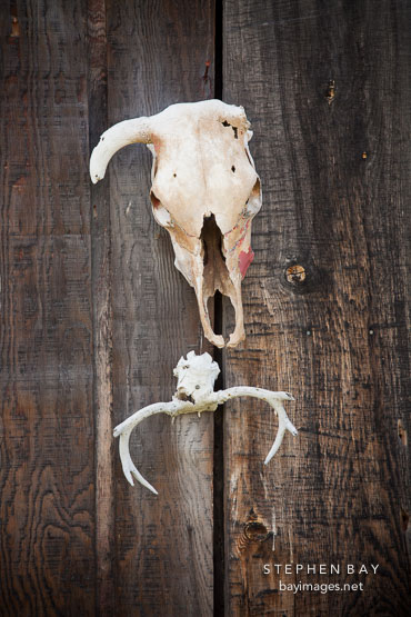 Skull and antlers. Whitney, Oregon.