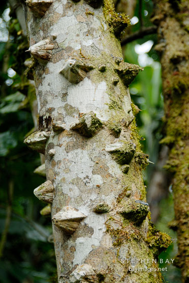 Thorny tree. Monteverde, Costa Rica.