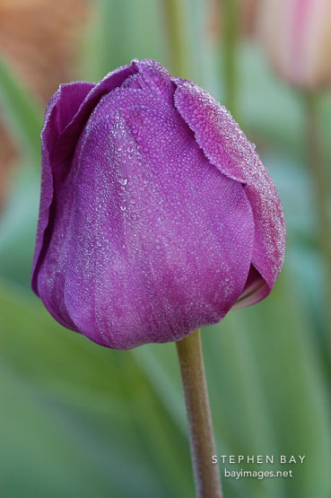Tulip negrita, Tulipa.