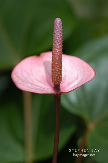 Anthirum.