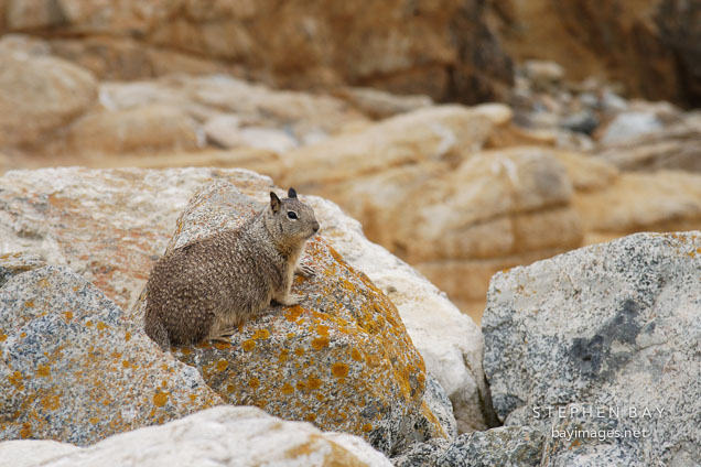 Beechey ground squirrel sitting on the rocky shoreline. 17-Mile drive, California, USA.