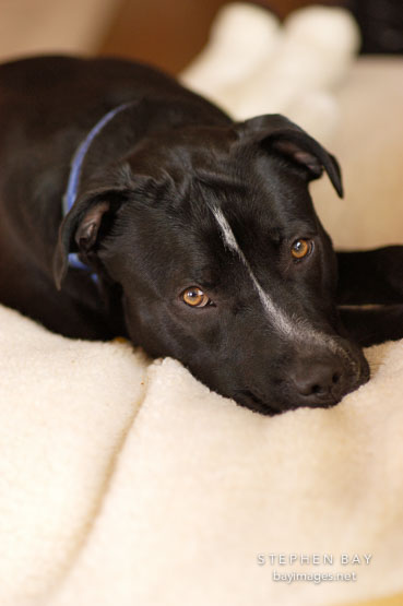 Chiqui rests on her bed. She is a mixed dog with Labrador retriever and American Pit Bull Terrier ancestry.