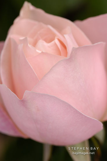 Rose, First Kiss.