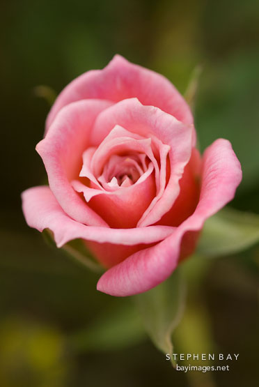Rose, Identity Lost.