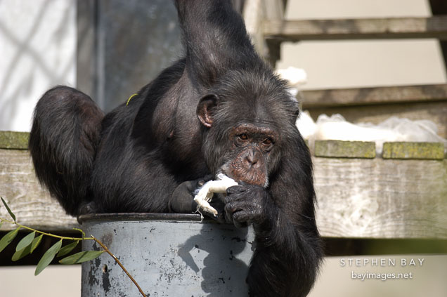 Chimpanzee, Pan troglodytes.