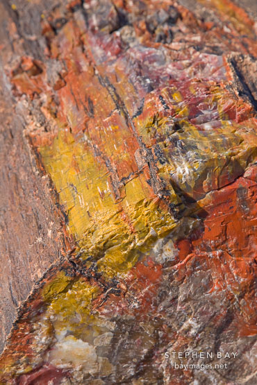 Close-up of petrified wood. Petrified Forest NP, Arizona.