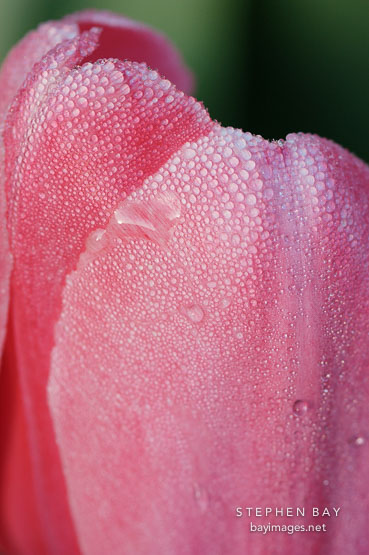 Tulip 'pink impression', Tulipa.
