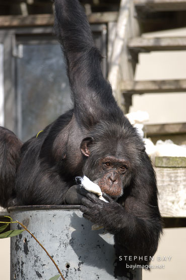 Chimpanzee, Pan troglodytes.
