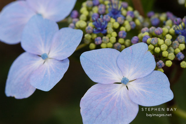 Hydrangea macrophylla
