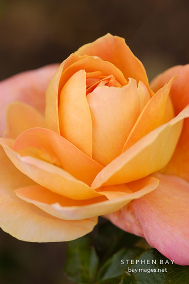 Rose, Lady Forteviot.