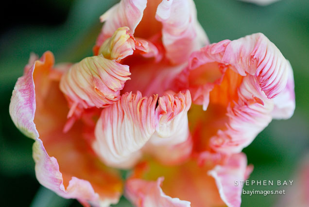 Tulip, Apricot Parrot.
