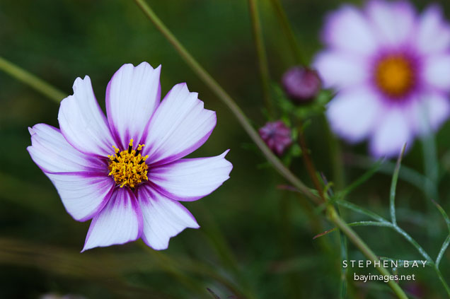 Cosmos.