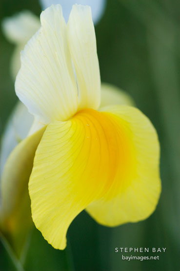 Dutch Iris, 'Amber beauty'