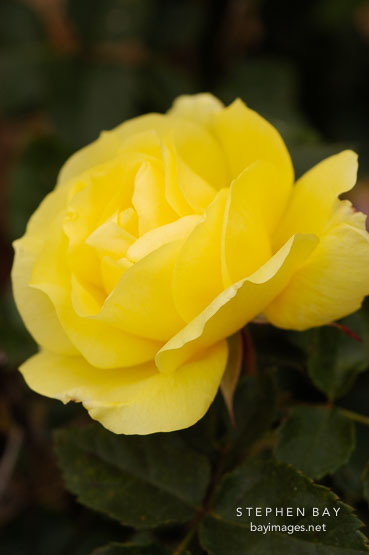 Rose 'Goldilocks'
