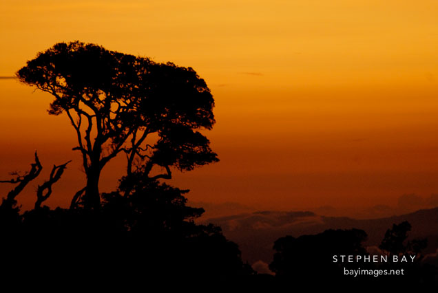 Silhouette of tree against an orange sky. Monteverde, Costa Rica.