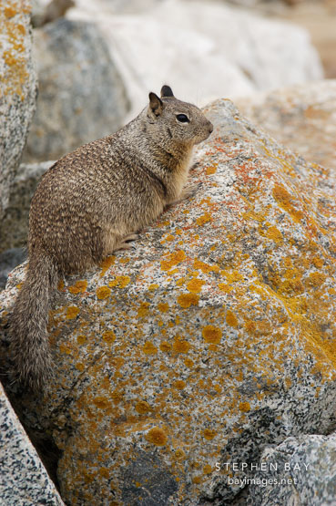 Beechey ground squirrel. 17-Mile drive, California, USA.