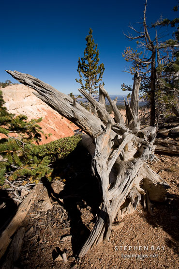 Bristlecone Loop Trail, Bryce Canyon NP, Utah.