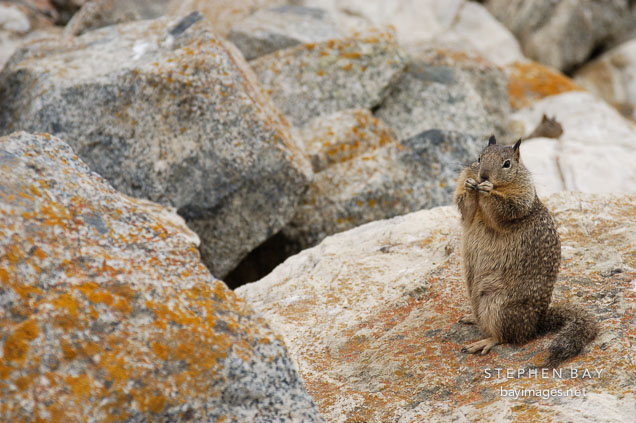 Beechey ground squirrel. Spermophilus beecheyi. 17-Mile drive, California, USA.