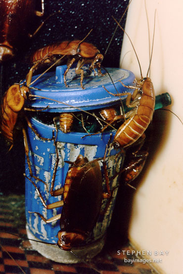 American cockroach. Periplaneta americana. San Francisco Zoo, California.