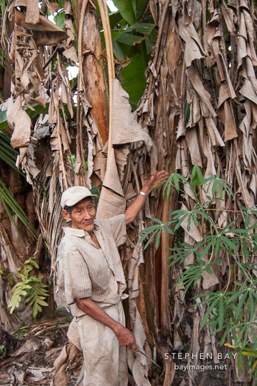 Don Anselmo shows his banana trees to visitors. Amazon, Peru.