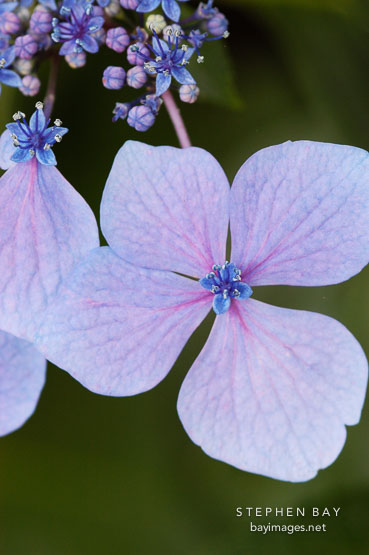 Hydrangea macrophylla