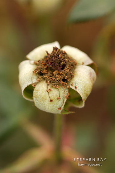 Rose, Sunnyside Up