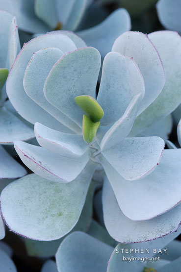 Succulent at Stanford Cactus Garden.