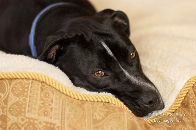 Chiqui rests on her bed. She is a mixed dog with Labrador retriever and American Pit Bull Terrier ancestry.