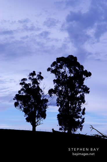 Silhouette of two trees. Arastradero Preserve. Palo Alto, California, USA.