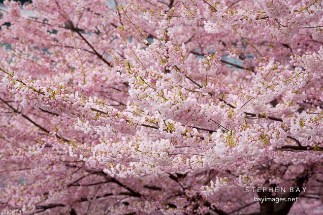 Cherry Blossoms. Vancouver, Canada.