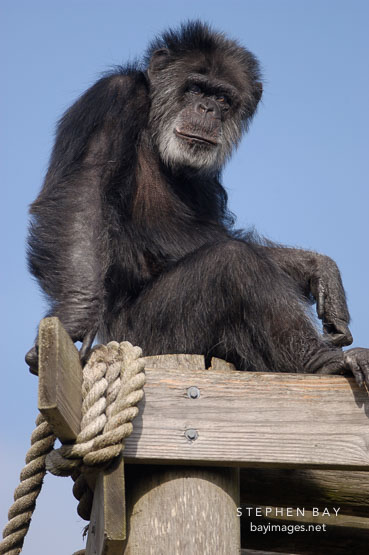 Chimpanzee, Pan troglodytes.