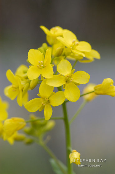 Brassica rapa, field mustard. Arastradero Preserve. Palo Alto, California, USA.
