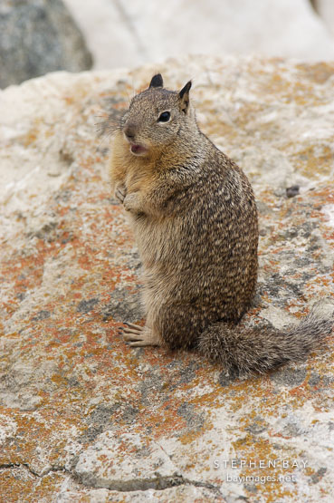 Beechey ground squirrel. Spermophilus beecheyi. 17-Mile drive, California, USA.