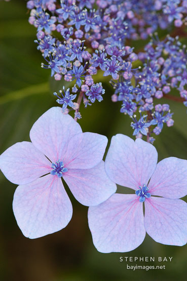 Hydrangea macrophylla