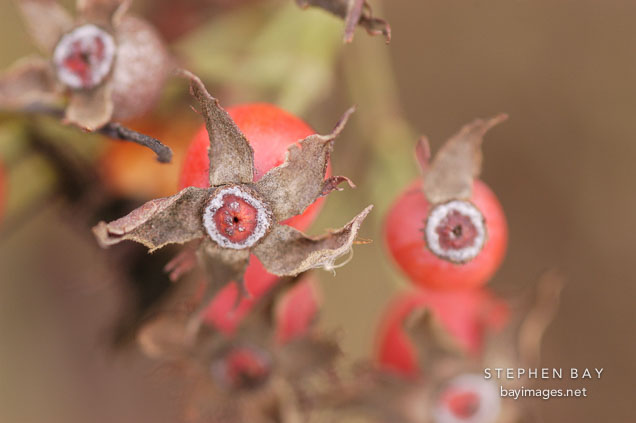 Rose hips.