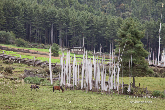 Prayer flags and horses. Phobjikha Valley, Bamboo.