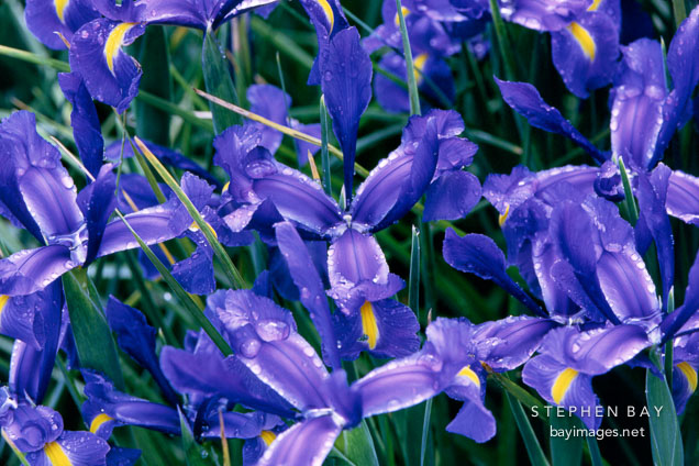 Dutch iris. Blue Magic. Iris xiphium X Iris tingitana.