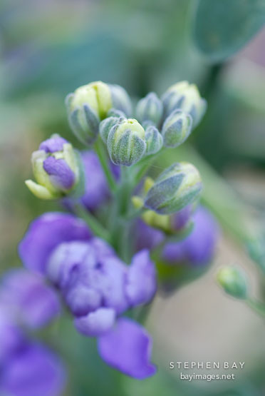 Larkspur.